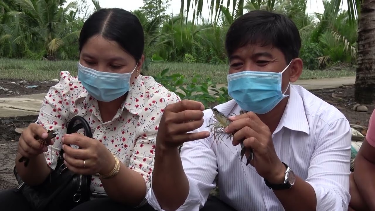 Hiệu quả các mô hình sinh kế thuộc Dự án Cái lớn - Cái bé giai đoạn 1 tại tỉnh Kiên Giang