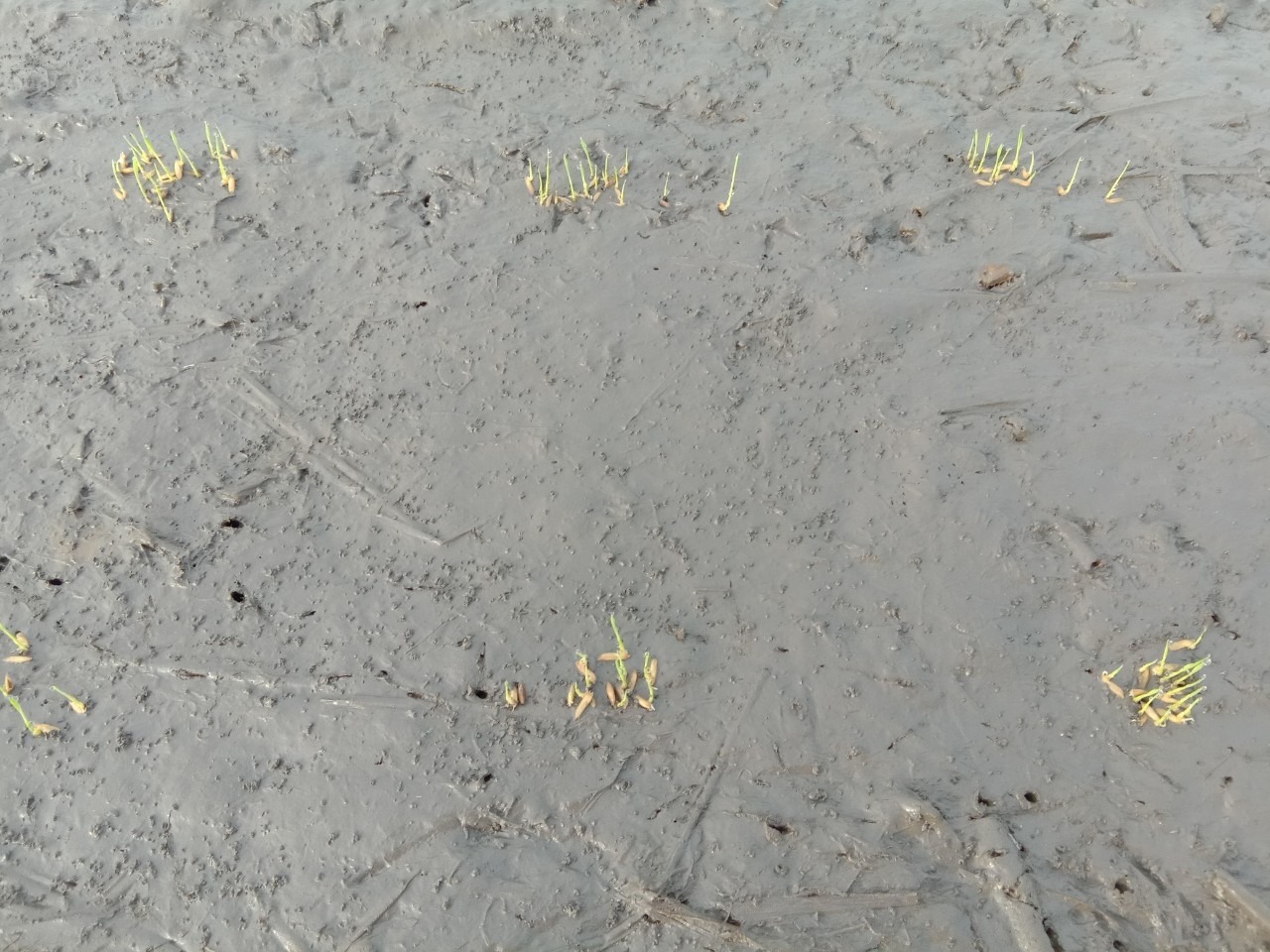 Kỹ thuật canh tác lúa giảm chi phí bằng phương pháp sạ cụm