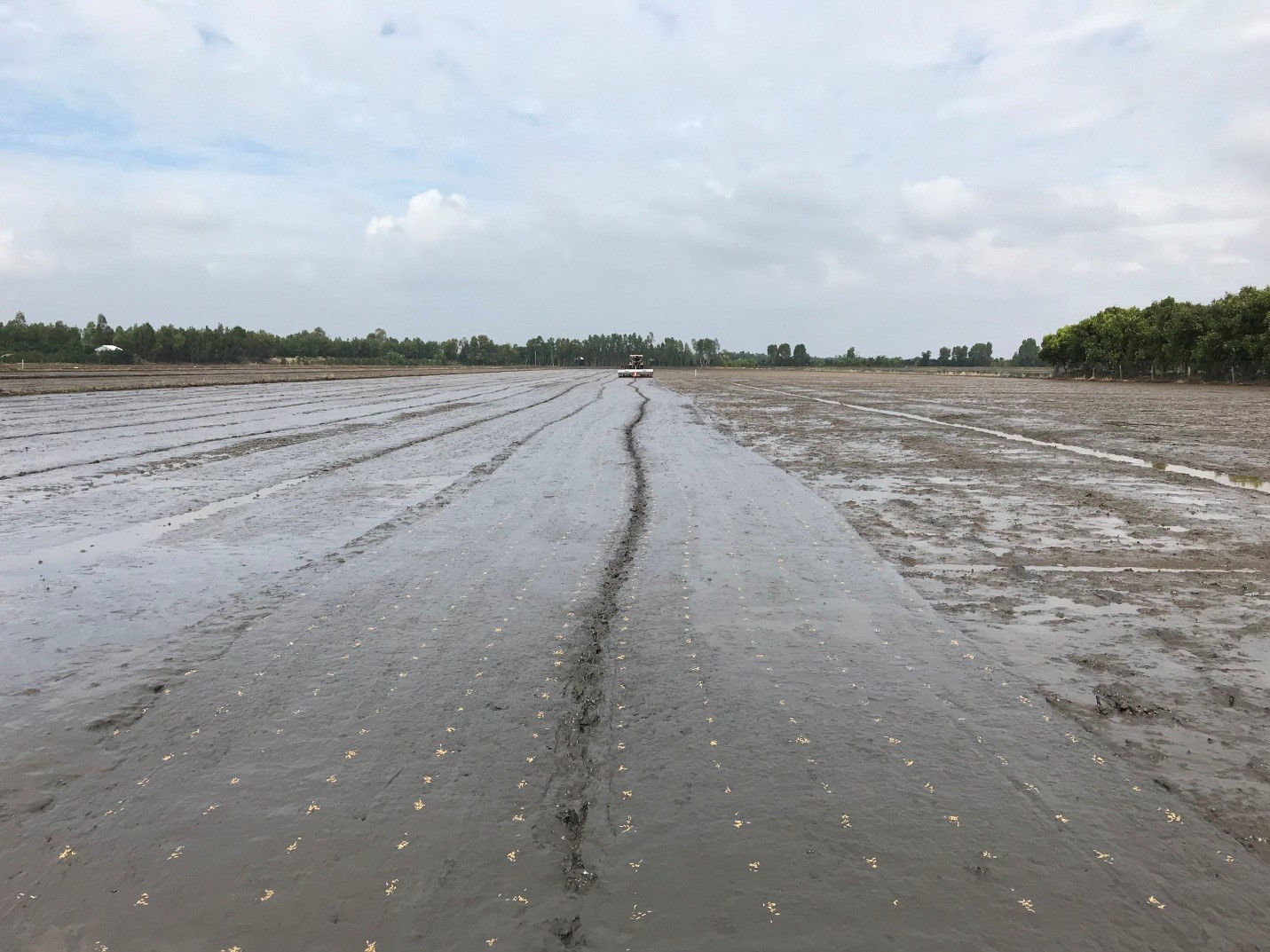 Kỹ thuật canh tác lúa giảm chi phí bằng phương pháp sạ cụm