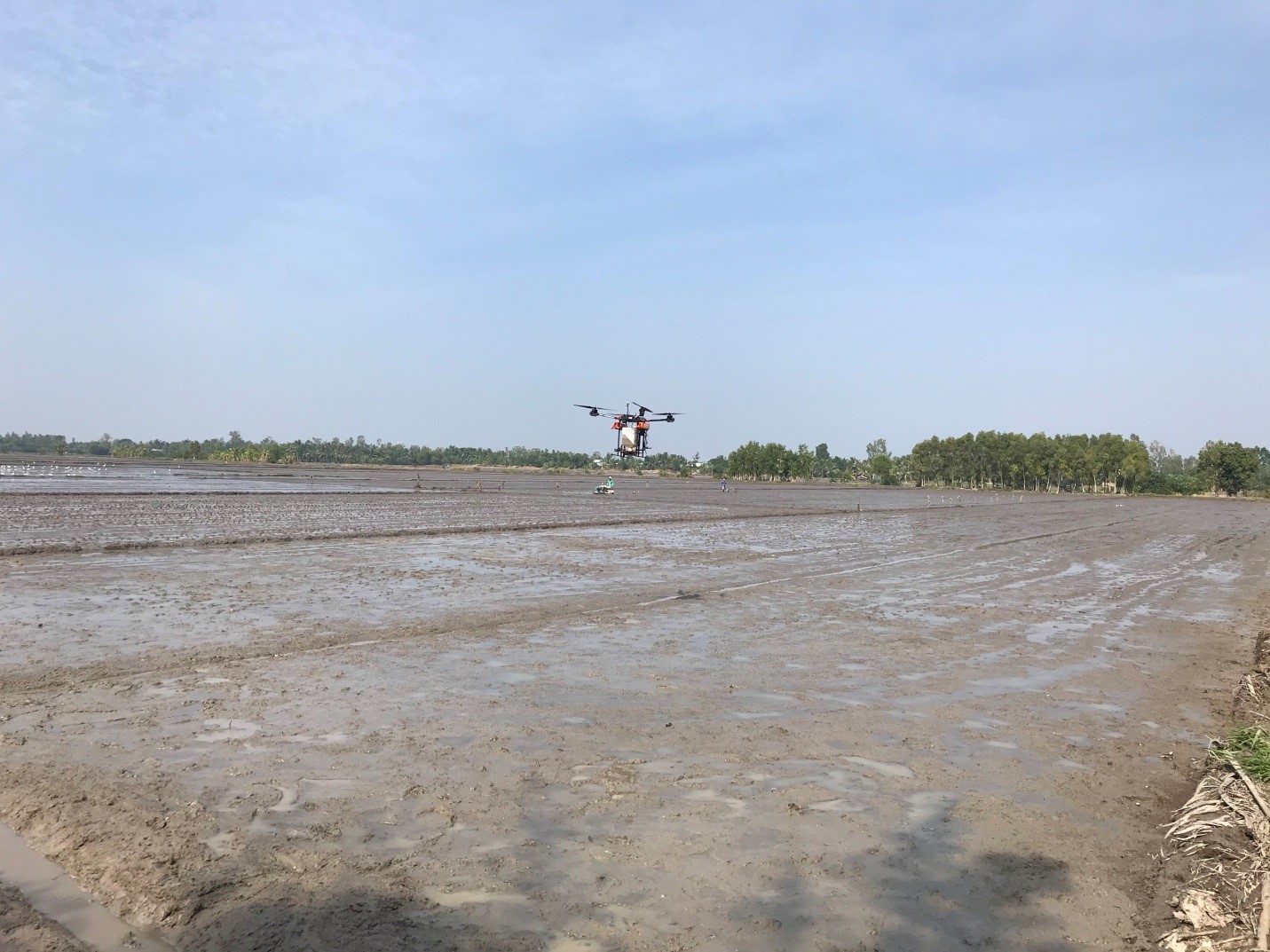 Kỹ thuật canh tác lúa giảm chi phí bằng phương pháp sạ cụm