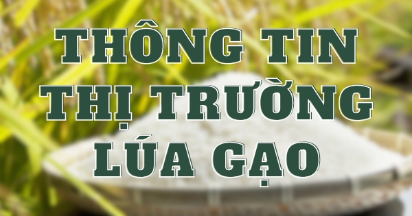 Thông Tin Thị Trường Lúa Gạo